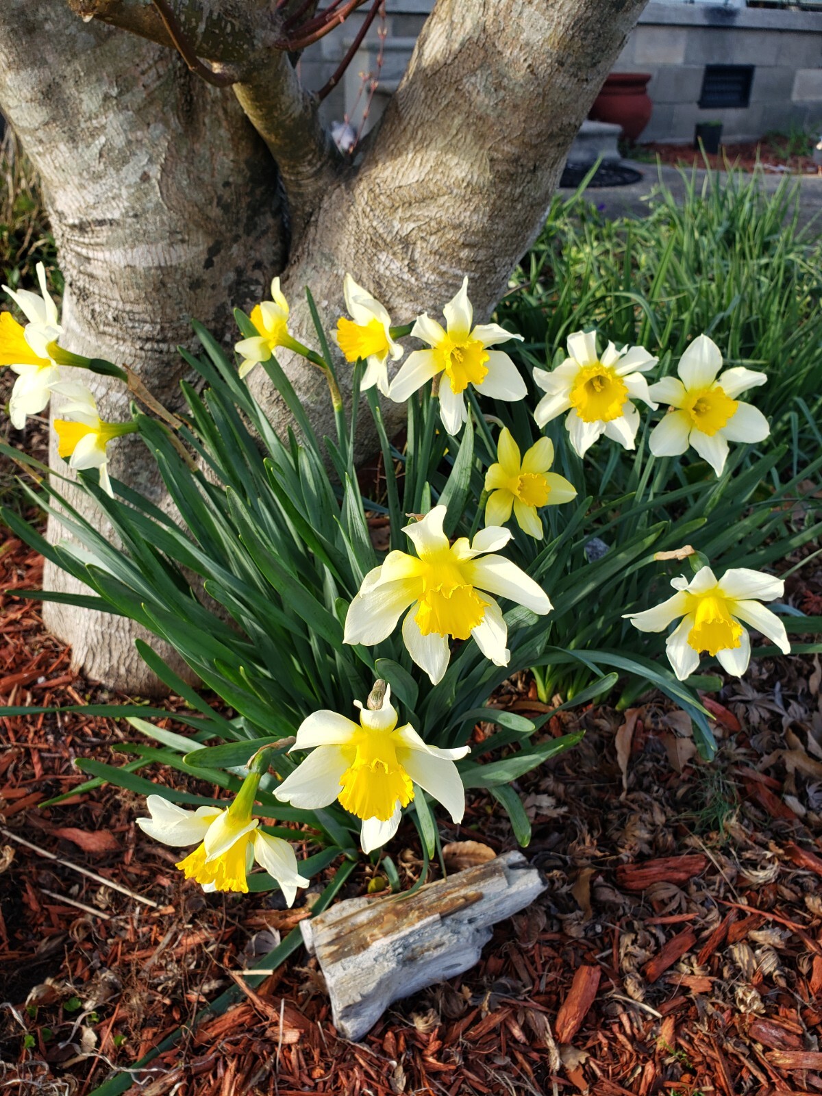 Daffodil Paperwhite / Various Live Bulbs Large Single Bloom Flower Set of 10