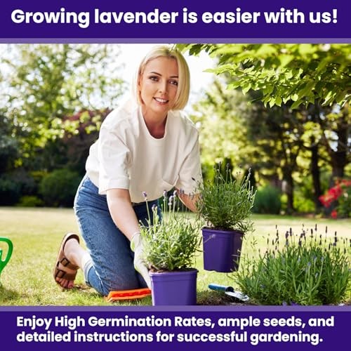 1500 English Lavender Seeds for Planting Outdoors or Indoors – 90% – 1 Pack