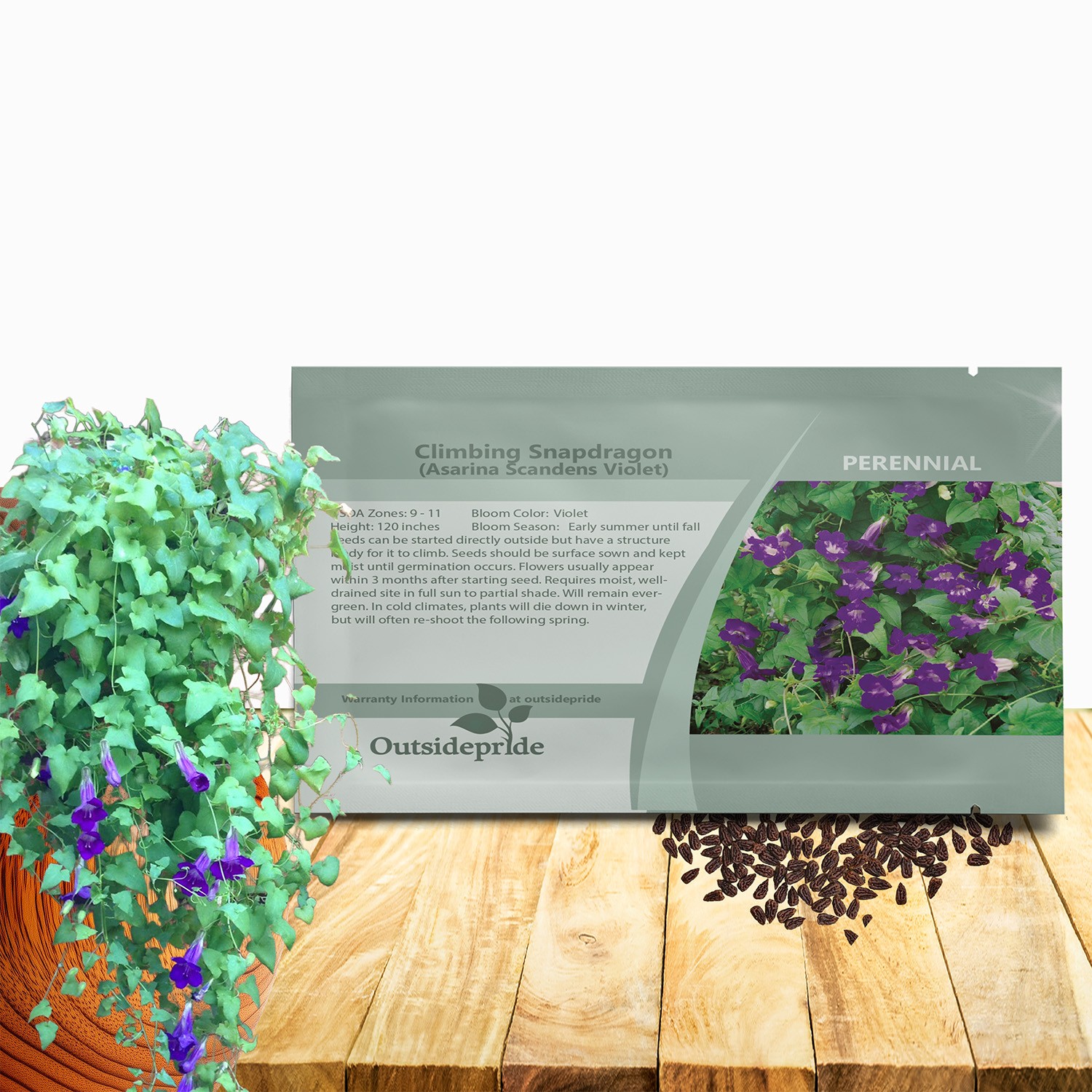 100 Seeds Asarina Seeds – Climbing Snapdragon Flower Seed
