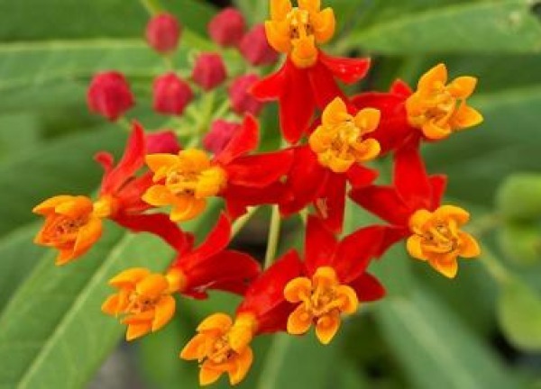 BLOODFLOWER/SUNSET FLOWER/MEXICAN MILKWEED 50 FRESH SEEDS FREE SHIPPING