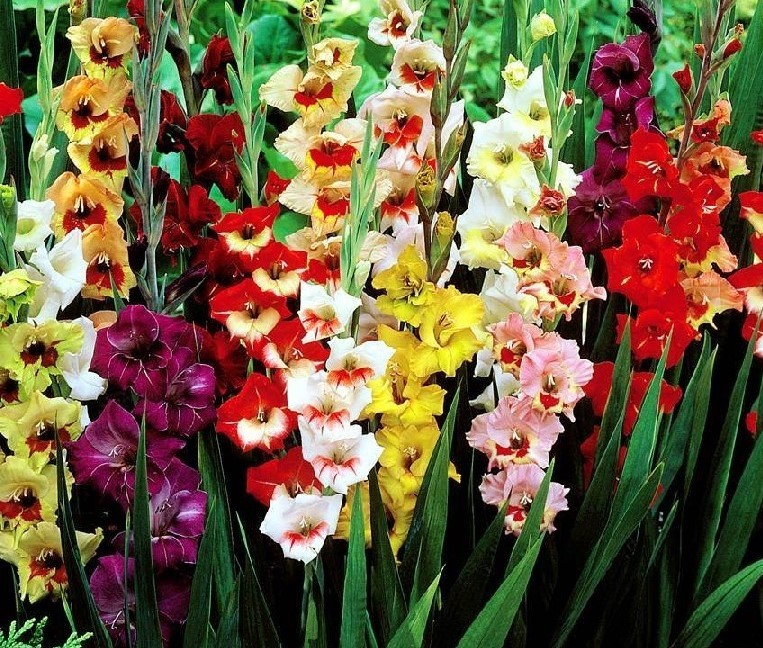 Sun Devil Bicolor Bearded Iris Rhizome, Yellow & Purple Flowering Plant, Root