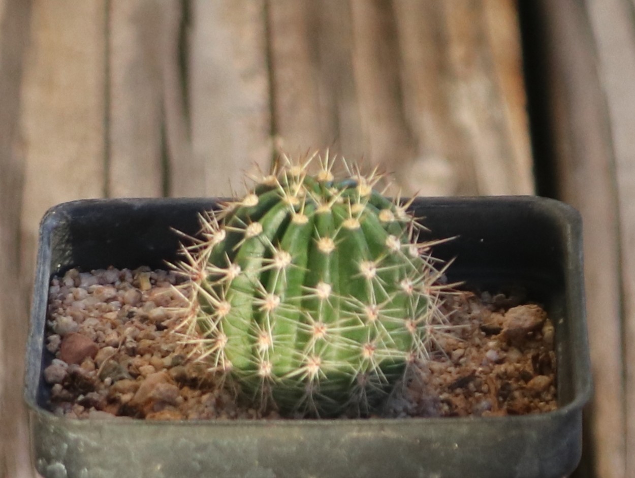 Echinopsis hybrid ‘Foxy Lady’