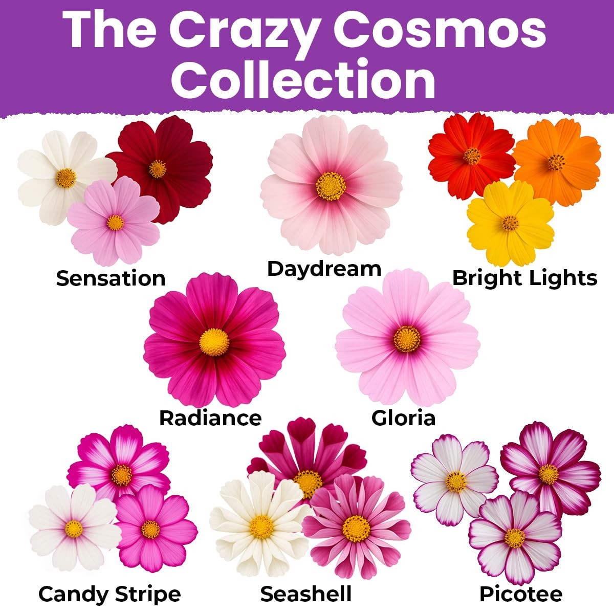 1/4 lb, Mixed Colors, Pink, Red, White, Scarlett, Orange, Yellow, Purple