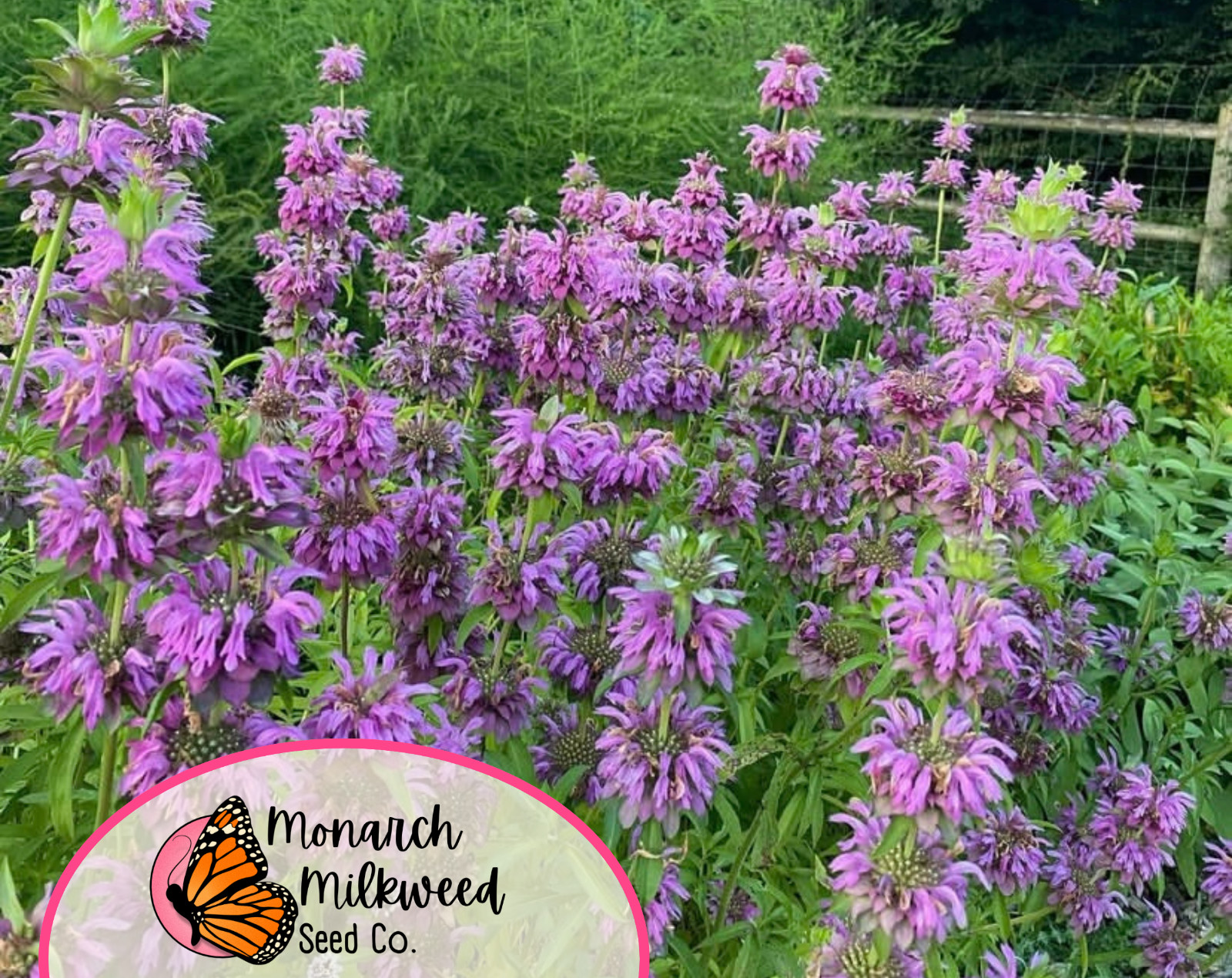 3500+ Lemon Bee Balm Seeds | Native Wildflower, Lemon Mint, Monarda citriodora