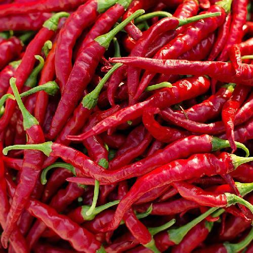 Cayenne Long Thin Pepper Seeds | Heirloom / Non-GMO | Free Shipping | 1005