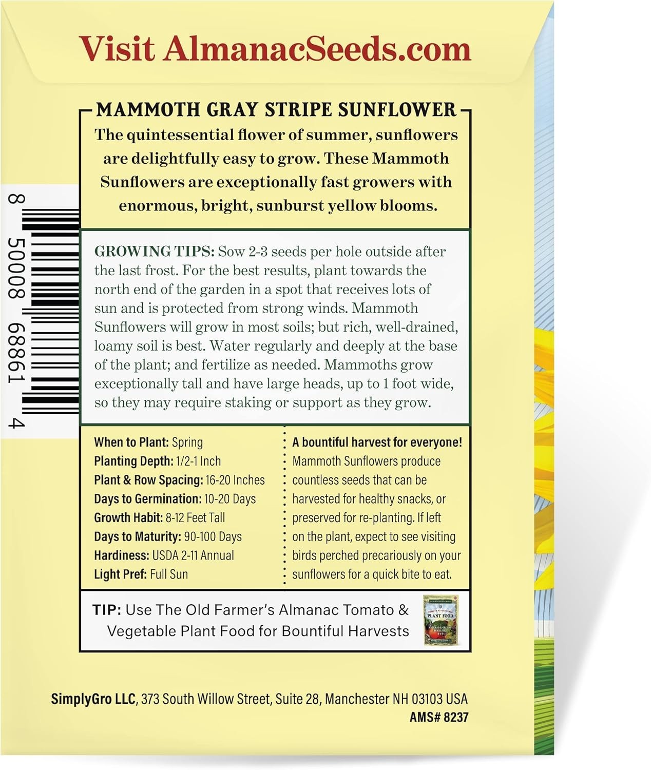 100 Non-GMO Sunflower Seeds – Gorgeous Gray Stripe – Summer Blooming Flowers