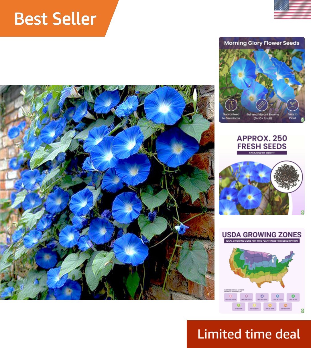 Morning Glory Seeds for Planting – 250 Fresh Seeds – Heavenly Blue Climbing V…
