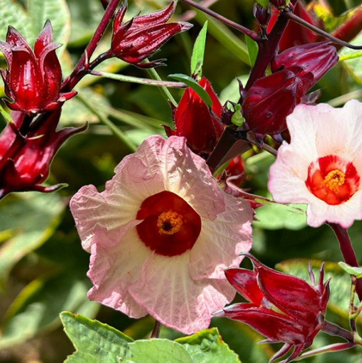 Roselle Hibiscus Plant – 4-8″ Tall – Edible Red Calyx Plant for Tea, Gardens