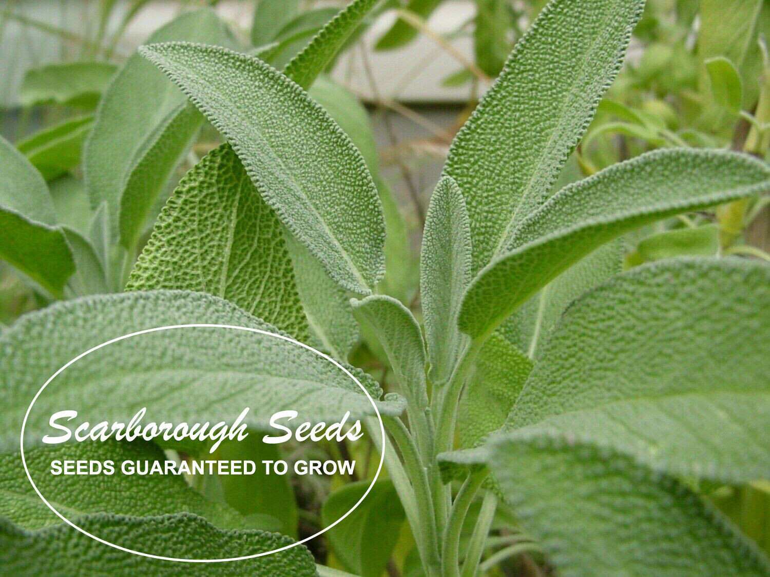 SCARBOROUGH SEEDS SAGE 100 SEEDS Evergreen Blue Flowers Herbal Deer Resistant