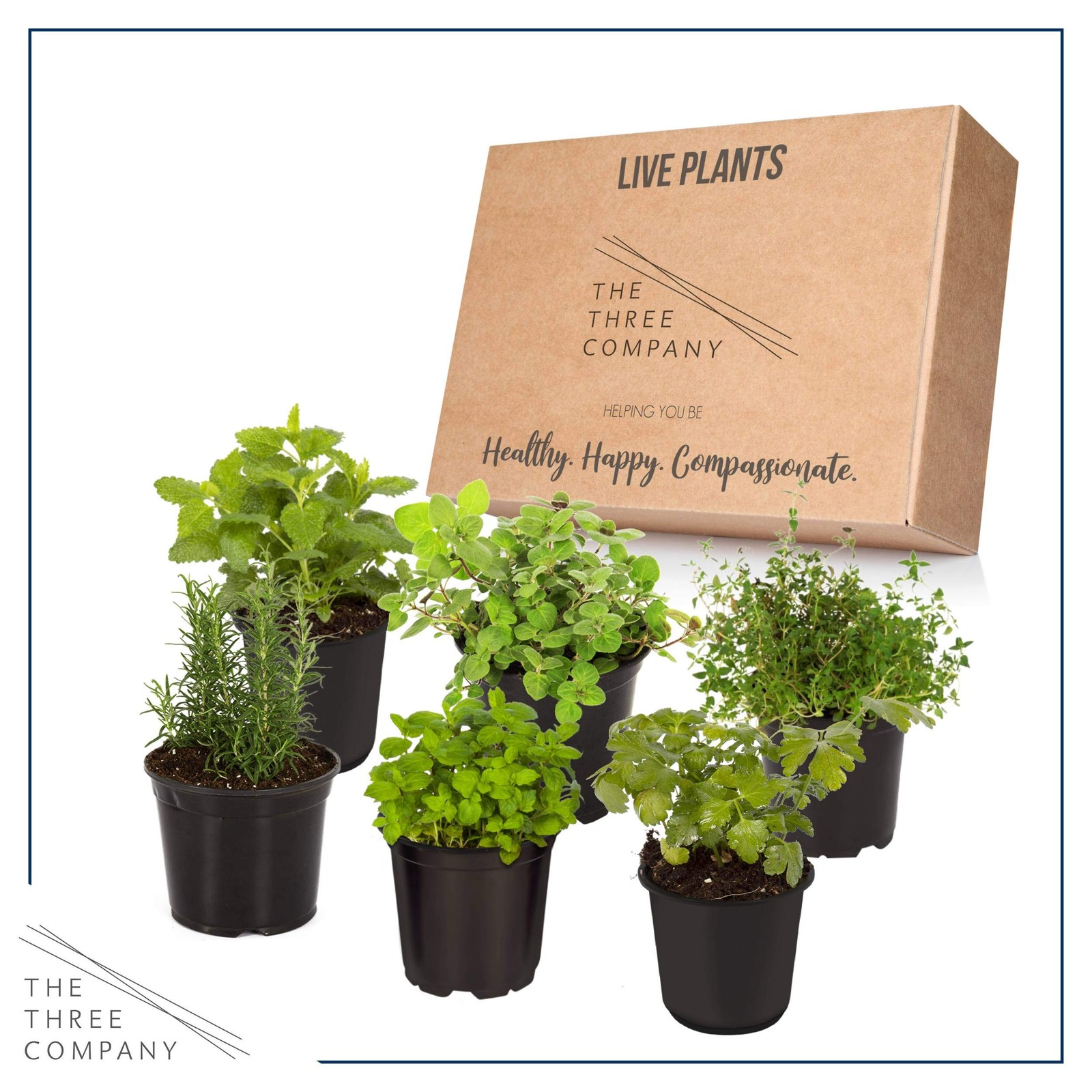 Live Aromatic and Edible Herb Assortment Lemon Verbena, Eucalyptus, Mint, Lem…
