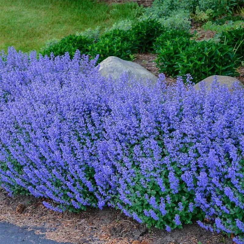 1000+ CATNIP SEEDS – PERENNIAL – BUG REPELLING – NON GMO – HEIRLOOM – HERB