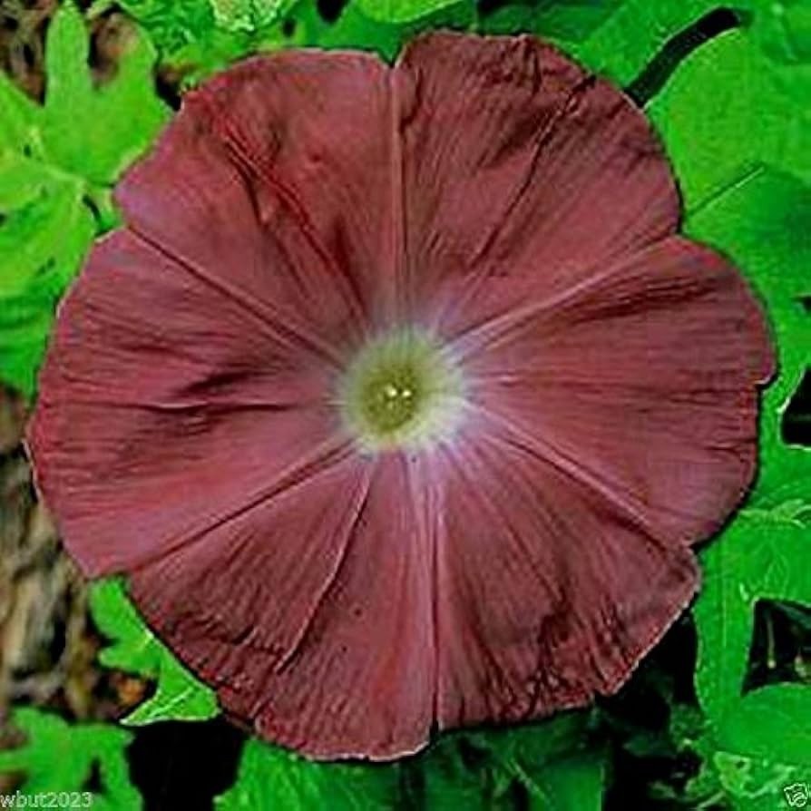 Ipomoea nil Chocolate | 10_Seeds