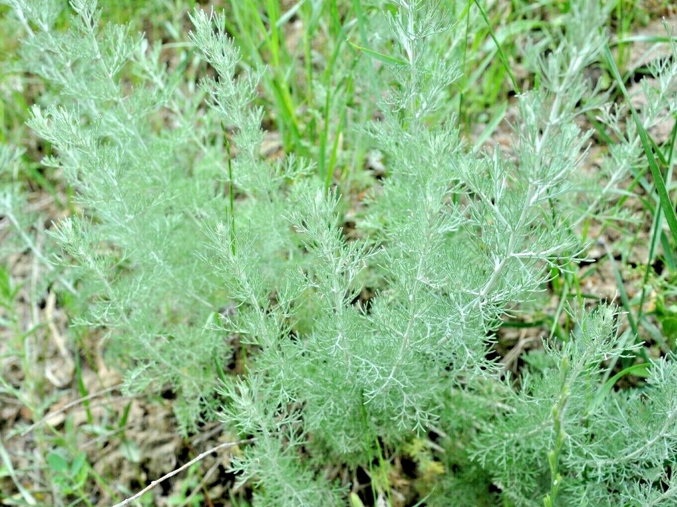 1000+ WORMWOOD SEEDS PEST MOSQUITO DEER REPELLENT HERB MEDICINAL PERENNIAL USA