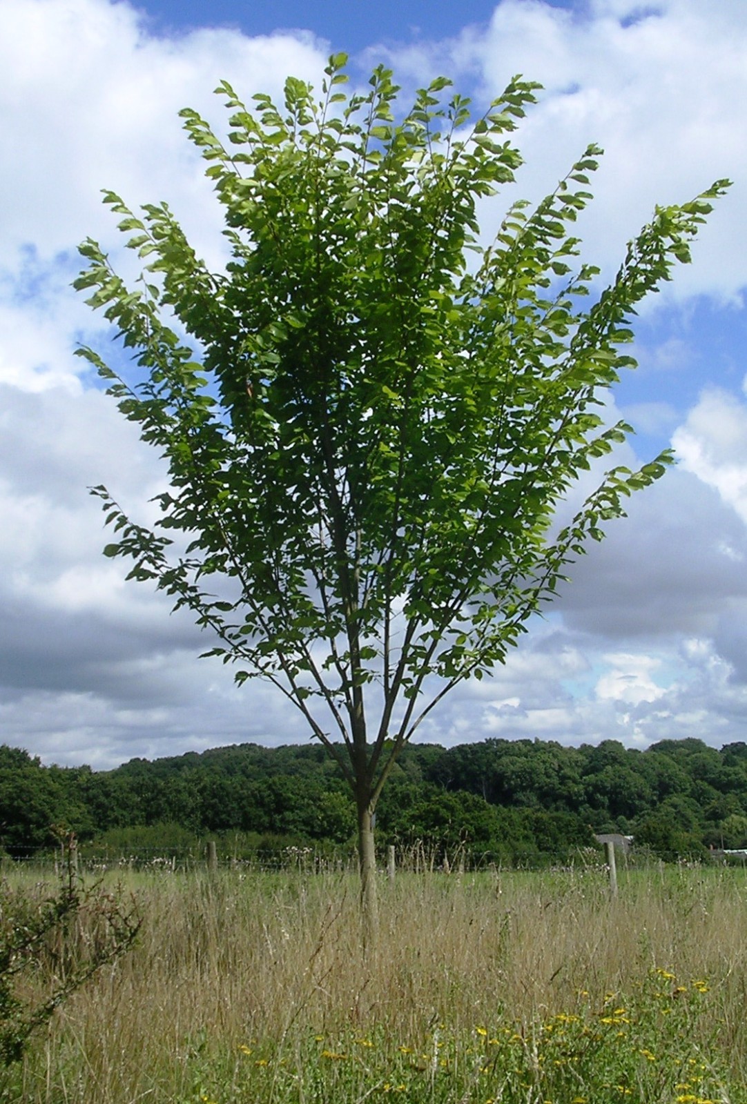 1 American Elm Tree 12-24″ Ulmus americana Bare Root