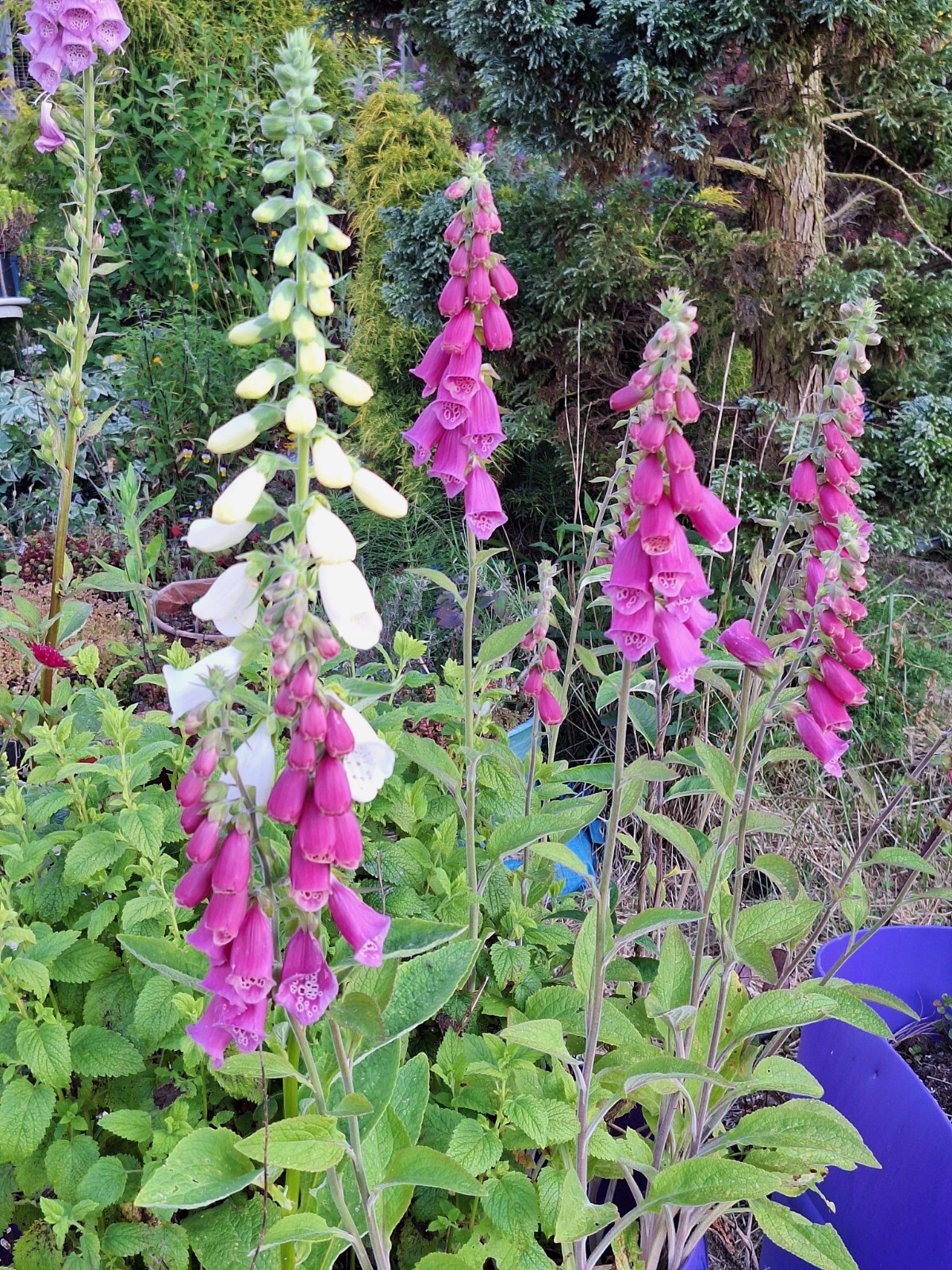 FOXGLOVE 1002 SEEDS DIGITALUS PURPUREA, SPOTTED PURPLE OR WHITE FLOWERS *BULK*