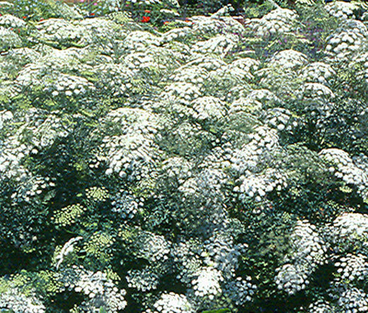 BISHOP’S FLOWER Ammi Majus Seeds – 400,000 Bulk Seeds