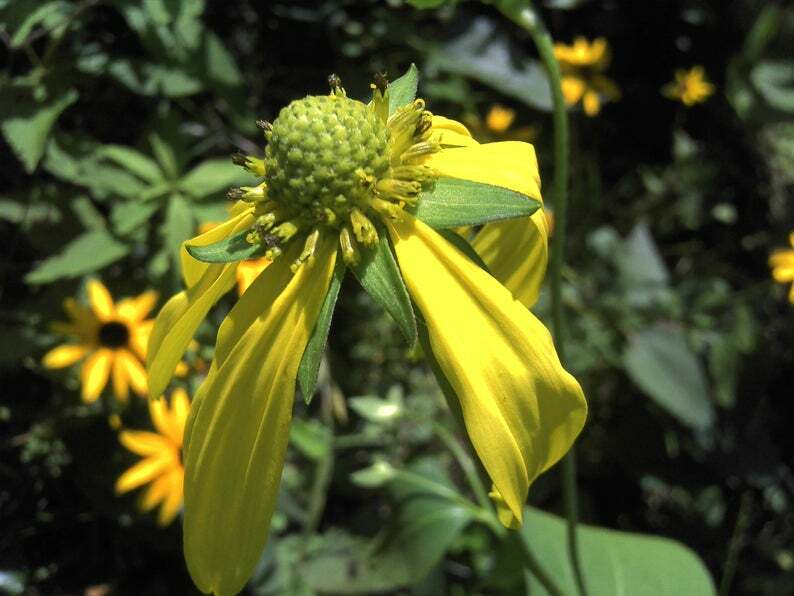 Landscaper’s Pack Coneflower Mix CONEHEAD / Echinacea Perennials+ 1500+ Seeds