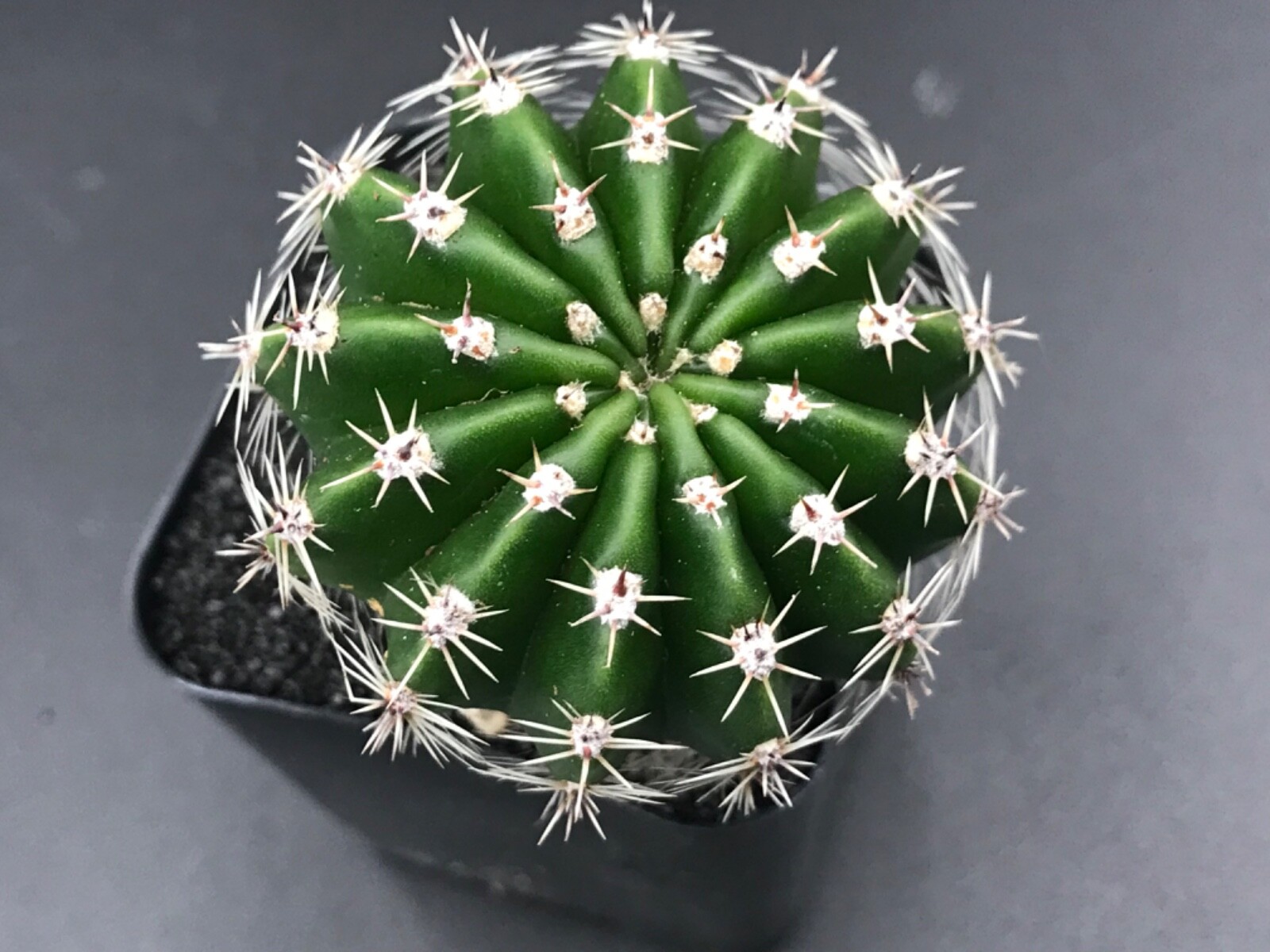 Echinopsis, Pale yellow flower. Cactus Succulent