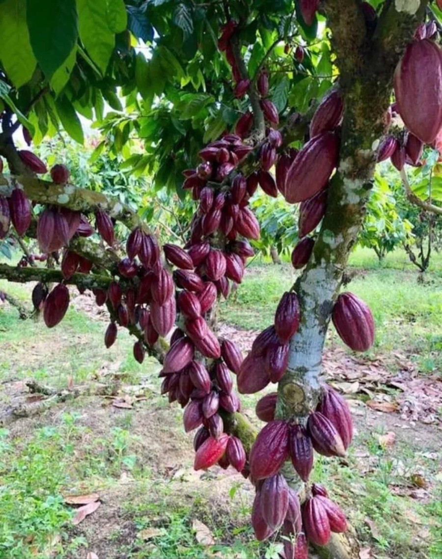 6 CACAO SEEDS (Theobroma cacao) Fresh Tropical Chocolate Tree Seeds 🌿