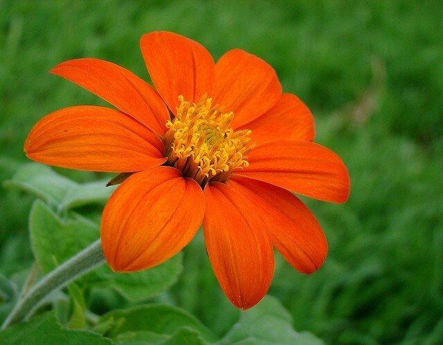 65+ Mexican Torch Orange Sunflower Seeds by my, Brooklyn Botanical Garden’sClub!