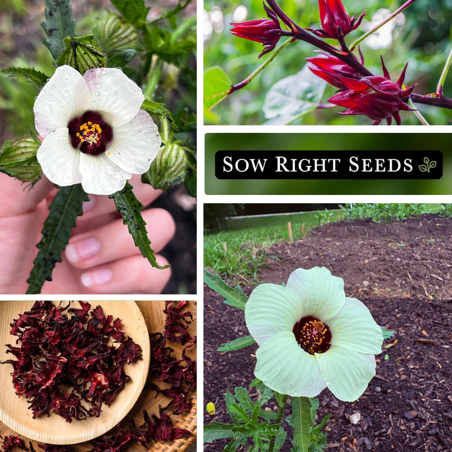 Sow Right Seeds – Roselle for Planting – Hibiscus Yellow, Red