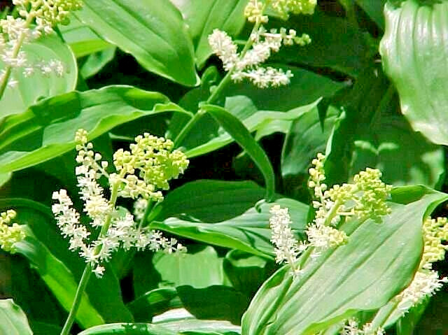 15 FALSE SOLOMONS SEAL SEEDS – Maianthemum racemosum