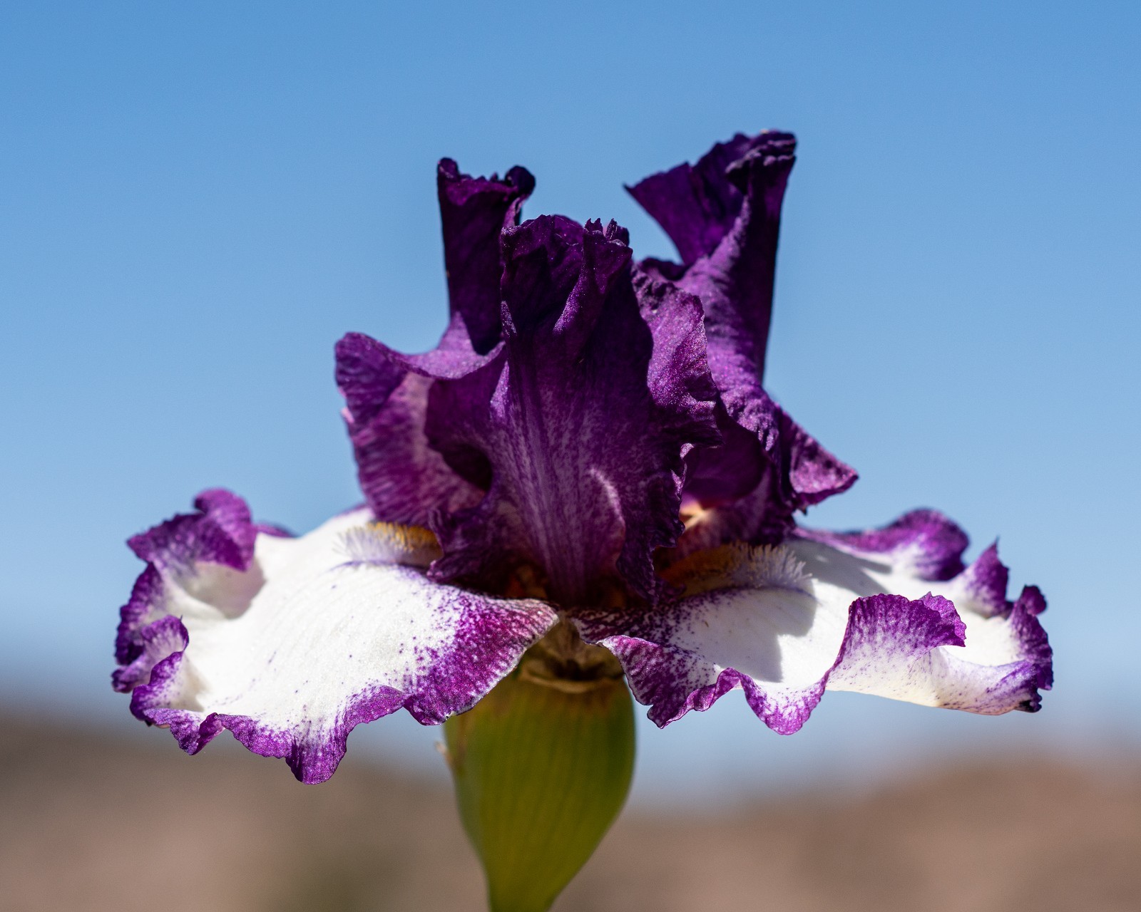 **FOOTLOOSE** Tall Bearded Iris. Pre-Order, Combined Shipping: Jul – Sep