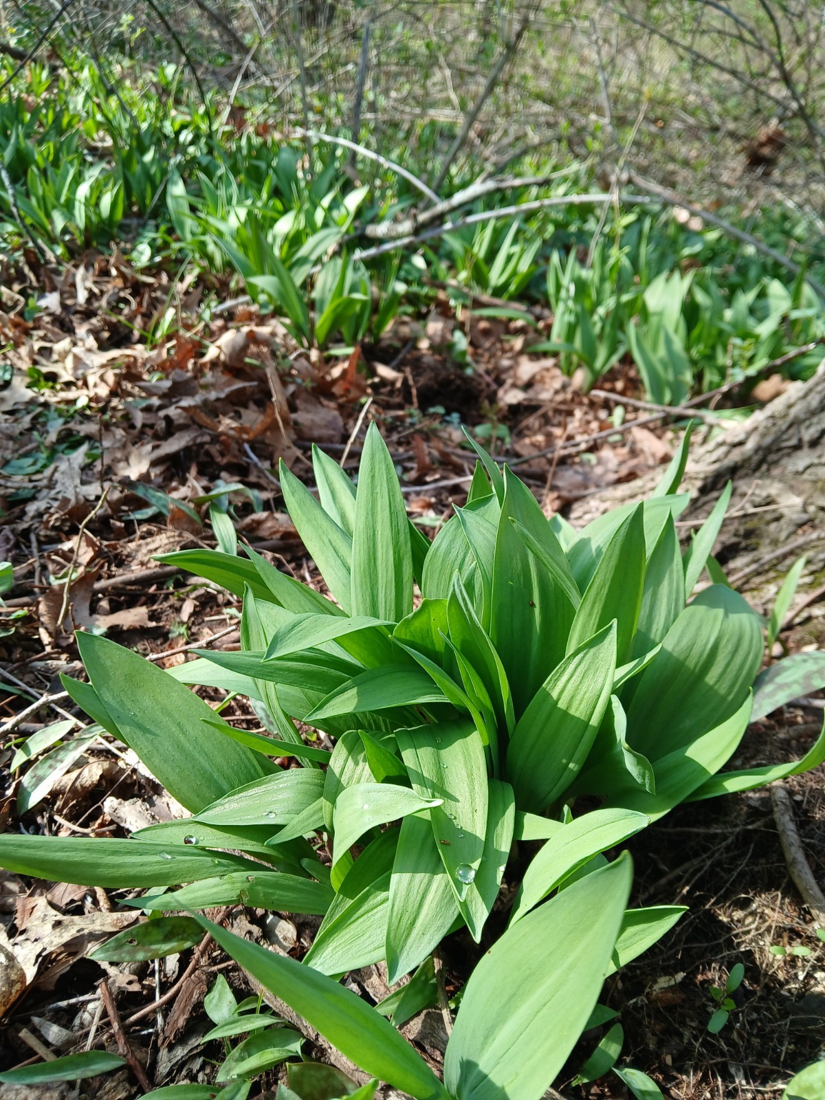 40 Cultivated Ramp bulbs ready to plant-Wild Leek Fresh-Allium Tricoccum