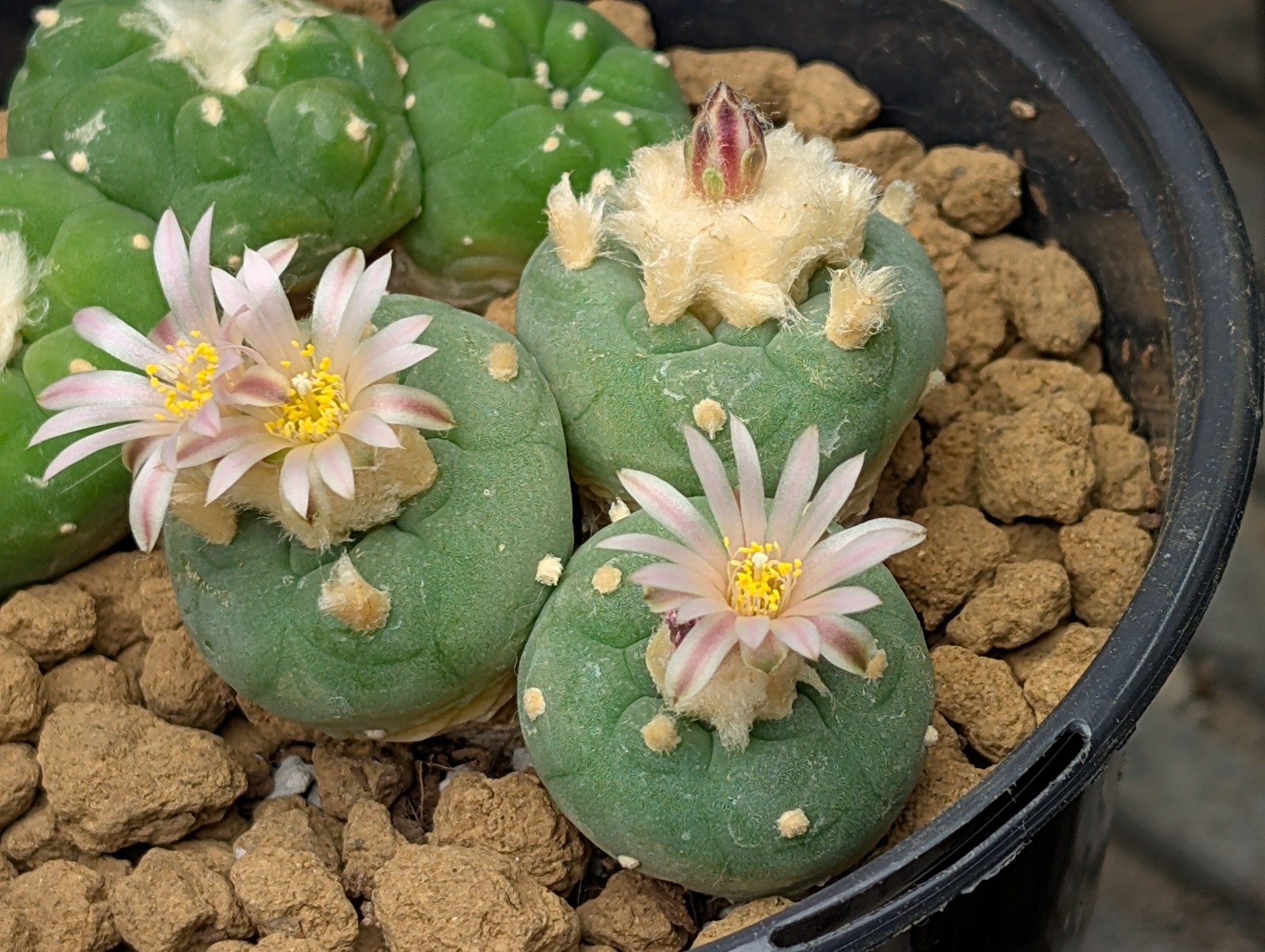 Astrophora Cactus 25 seeds (F)