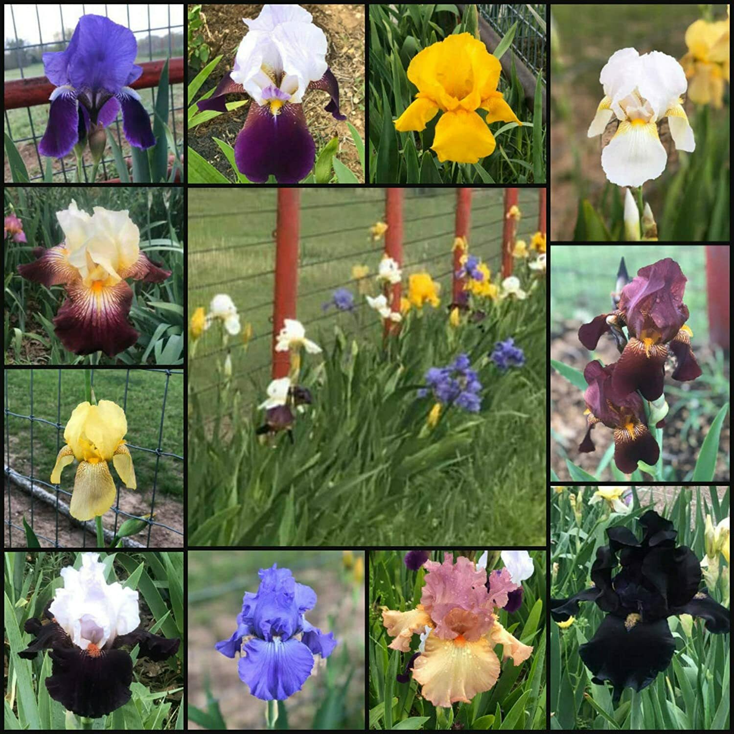 Fresh Sprouted Mixed BEARDED IRIS RHIZOME Bulbs (Choose your size)