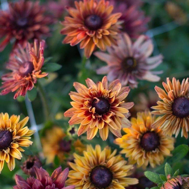 25 Rudbeckia Sahara Mix seeds