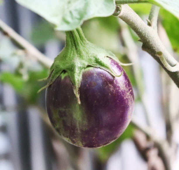 200+ SEEDS Thai Round Purple Eggplant | NON-GMO