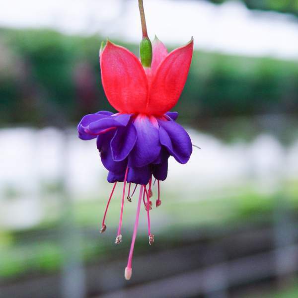 Fuchsia Live Plant, Well-Rooted Plug, Healthy Starter Plants For SALE