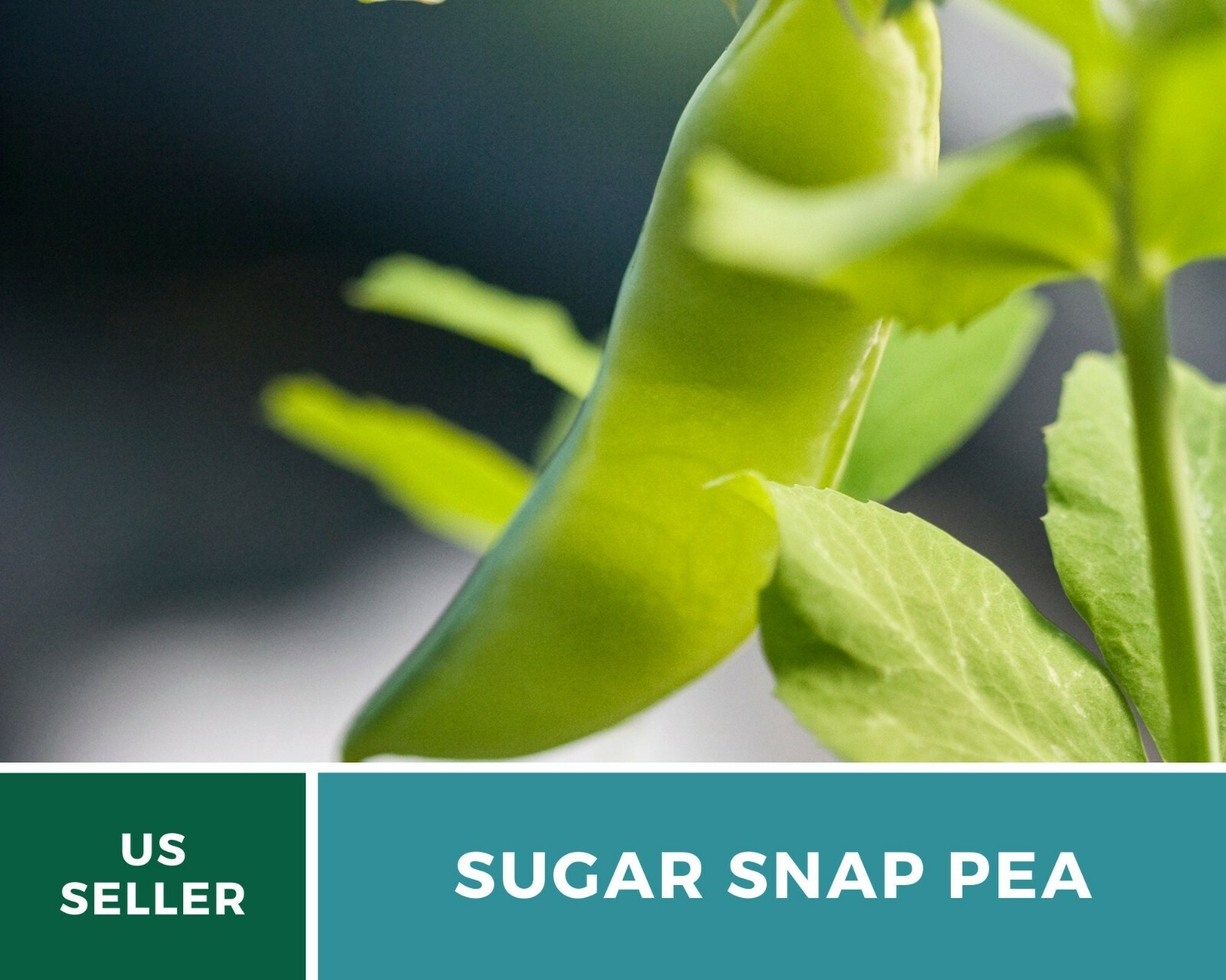 Peas, Sugar Snap – Heirloom Seeds – Sow Spring for midsummer or Summer for Fall