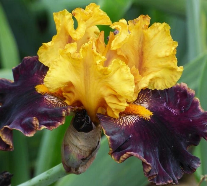 Sun Devil Bicolor Bearded Iris Rhizome, Yellow & Purple Flowering Plant, Root