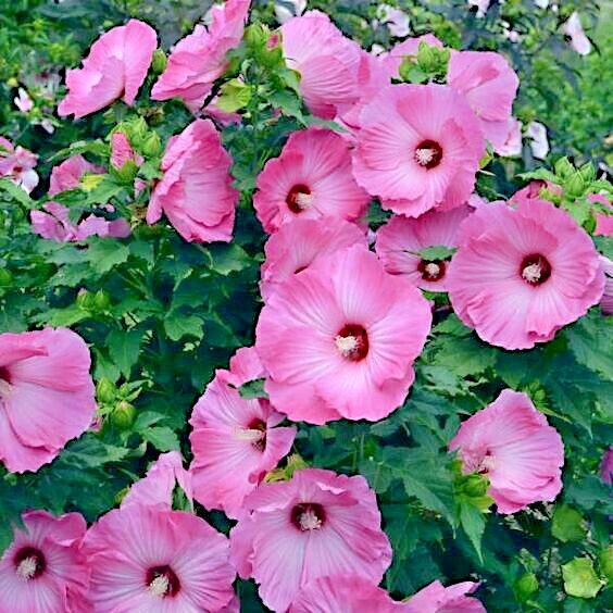 20 Pink Swamp Mallow Rose Seeds “LARGE FLOWER” Hardy Hibiscus Fast Garden Plant