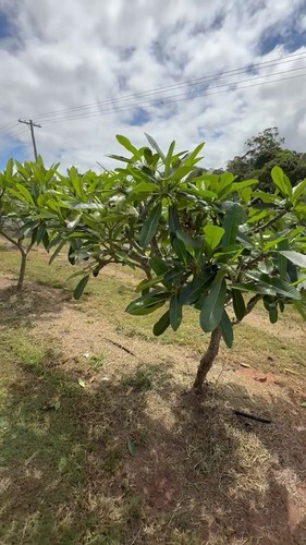 Black Purple 5 Plumeria Seeds