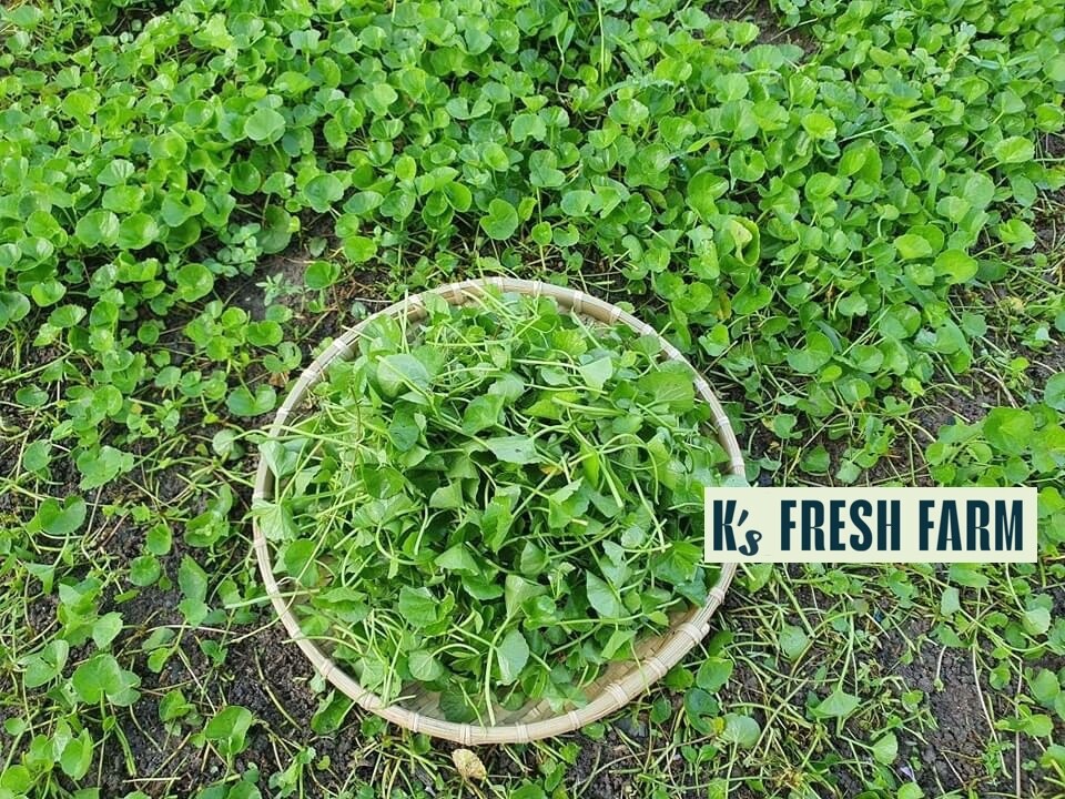 PENNYWORT , GOTU KOLA, CENTELLA ASIATICA SEEDS, HẠT RAU MÁ LÁ LỚN (+200 PCS)