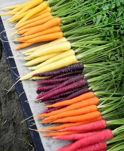 200+ Rainbow Carrot Blend Mix Seeds – NON GMO – HEIRLOOM – ORGANIC — FRESH