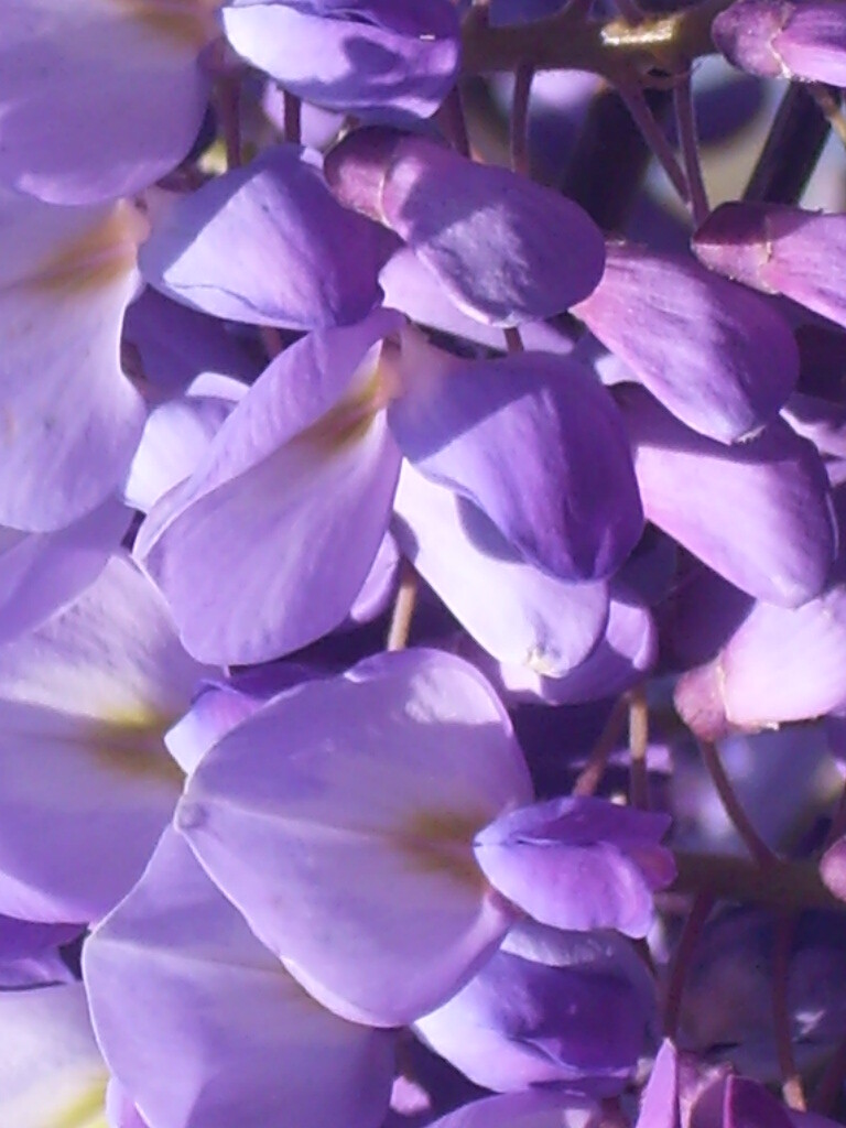 10 PURPLE CHINESE WISTERIA SEEDS – Wisteria sinensis