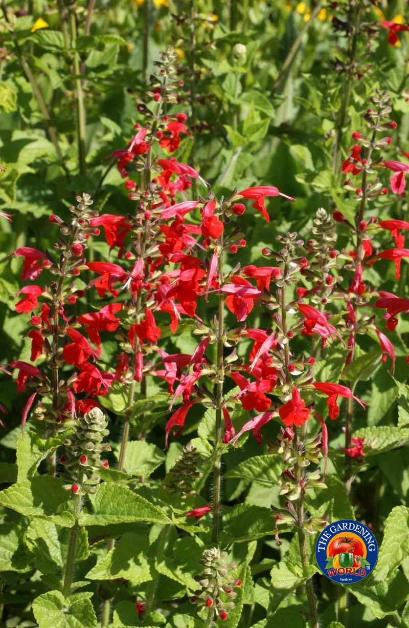 Sage RED SCARLET SALVIA Annual, Perennial Hummingbird Flowers Non-GMO 300 Seeds