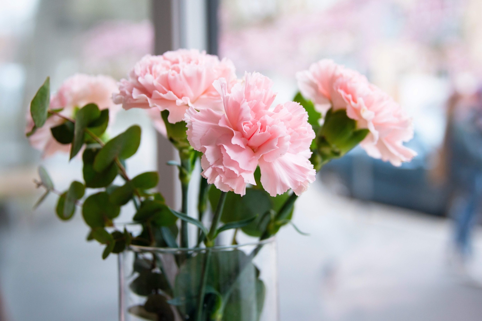 50 La France PINK CARNATION Dianthus Caryophyllus Chabaud Flower Seeds *Comb S/H