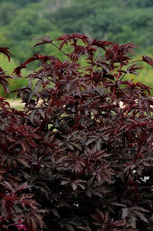 Hibiscus Mahogany Splendor 100 seeds