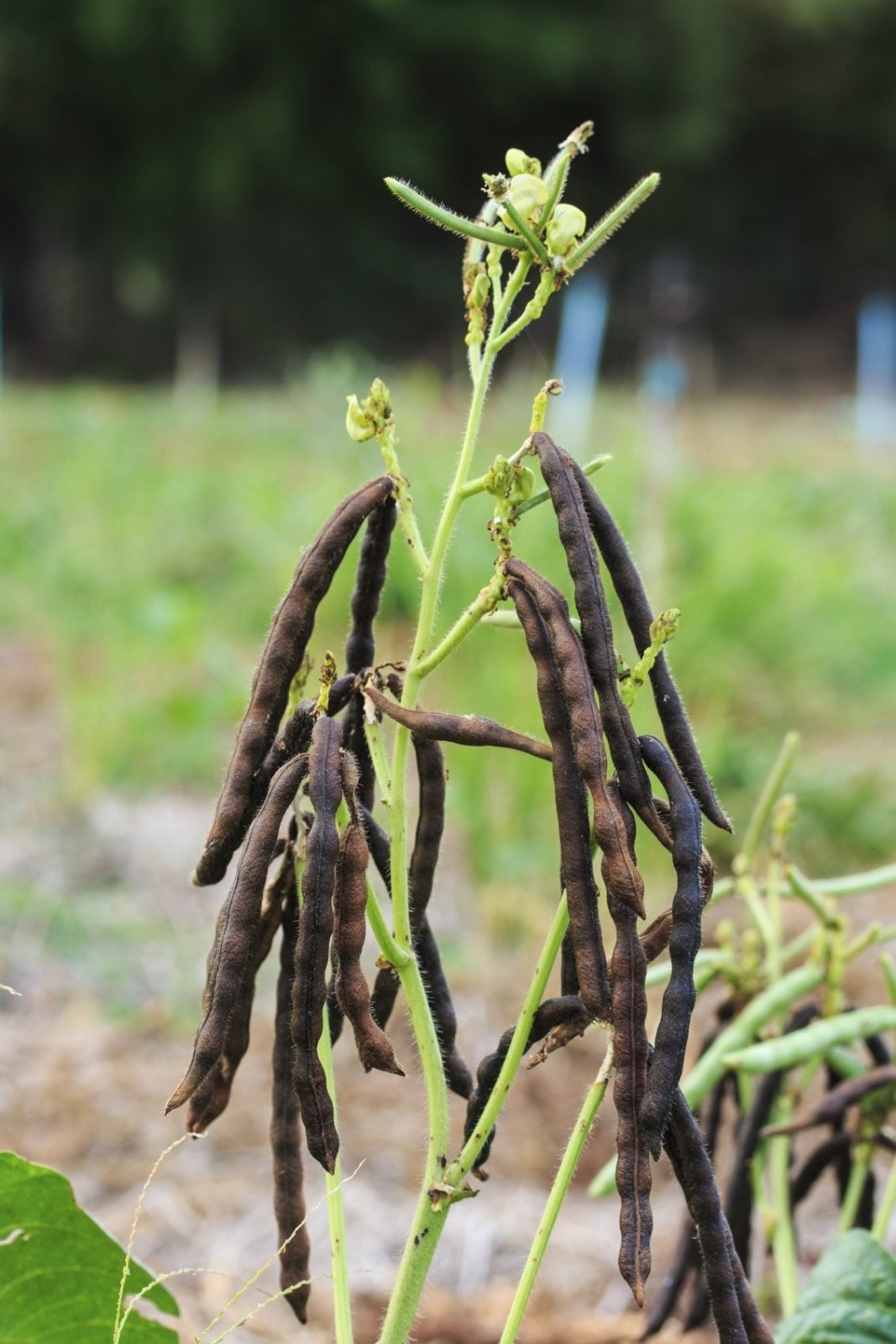 Brown Mung Bean Seeds (40) / Bush Bean / Bean Sprouts / DELICIOUS / Rare