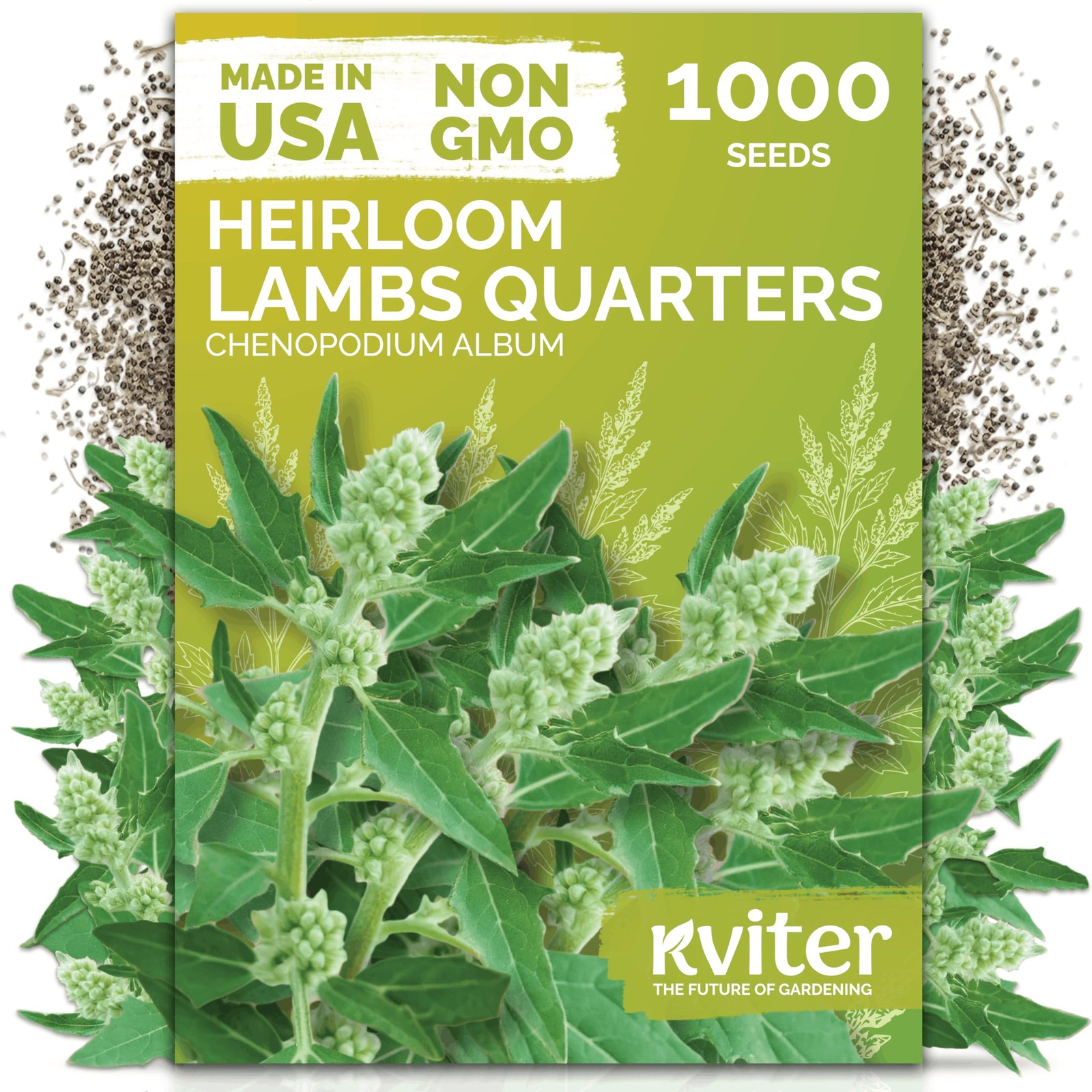 KVITER 1000 Lambs Quarters Seeds (Chenopodium Album)