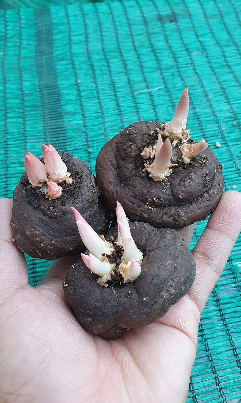 Amorphophallus atroviridis bulb caudex – tropical RARE plant