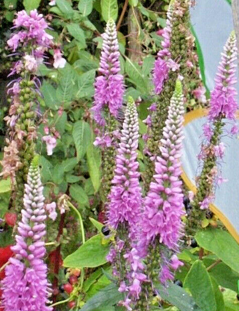 PINK VERONICA LONGIFOLIA, 101 SEEDS, LONG LEAF SPEEDWELL, HARDY *USA seller**