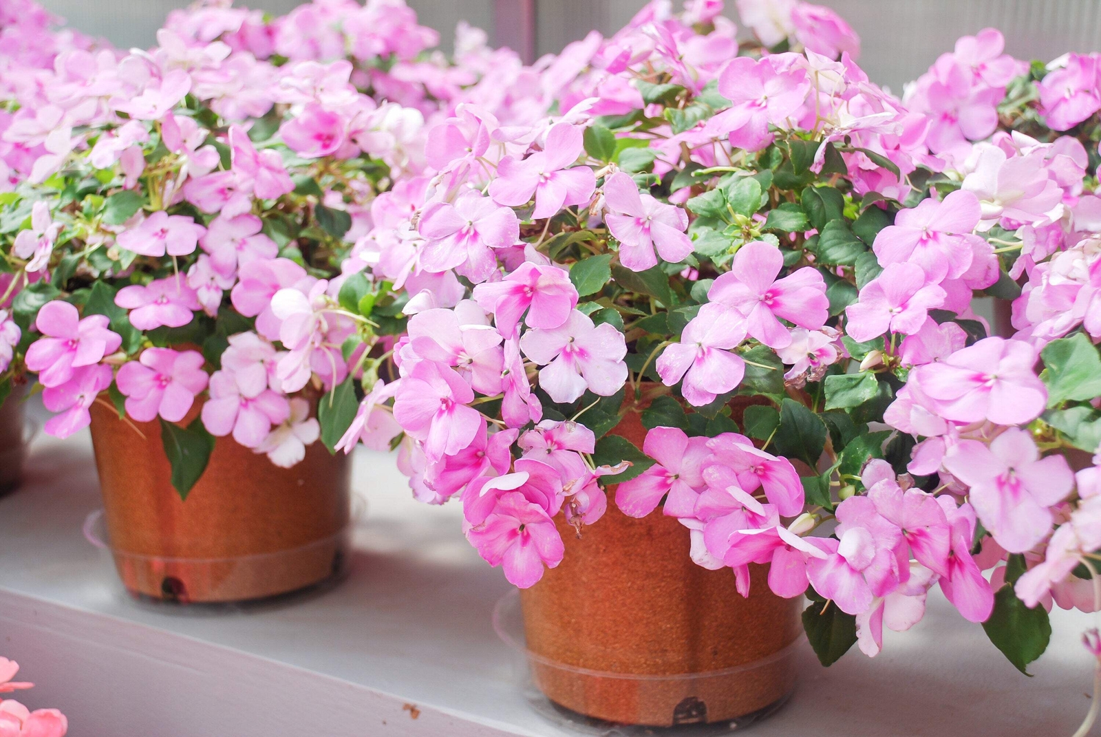 50 DWARF PINK IMPATIENS Walleriana Sun or Full Shade Flower Seeds *Flat Shipping