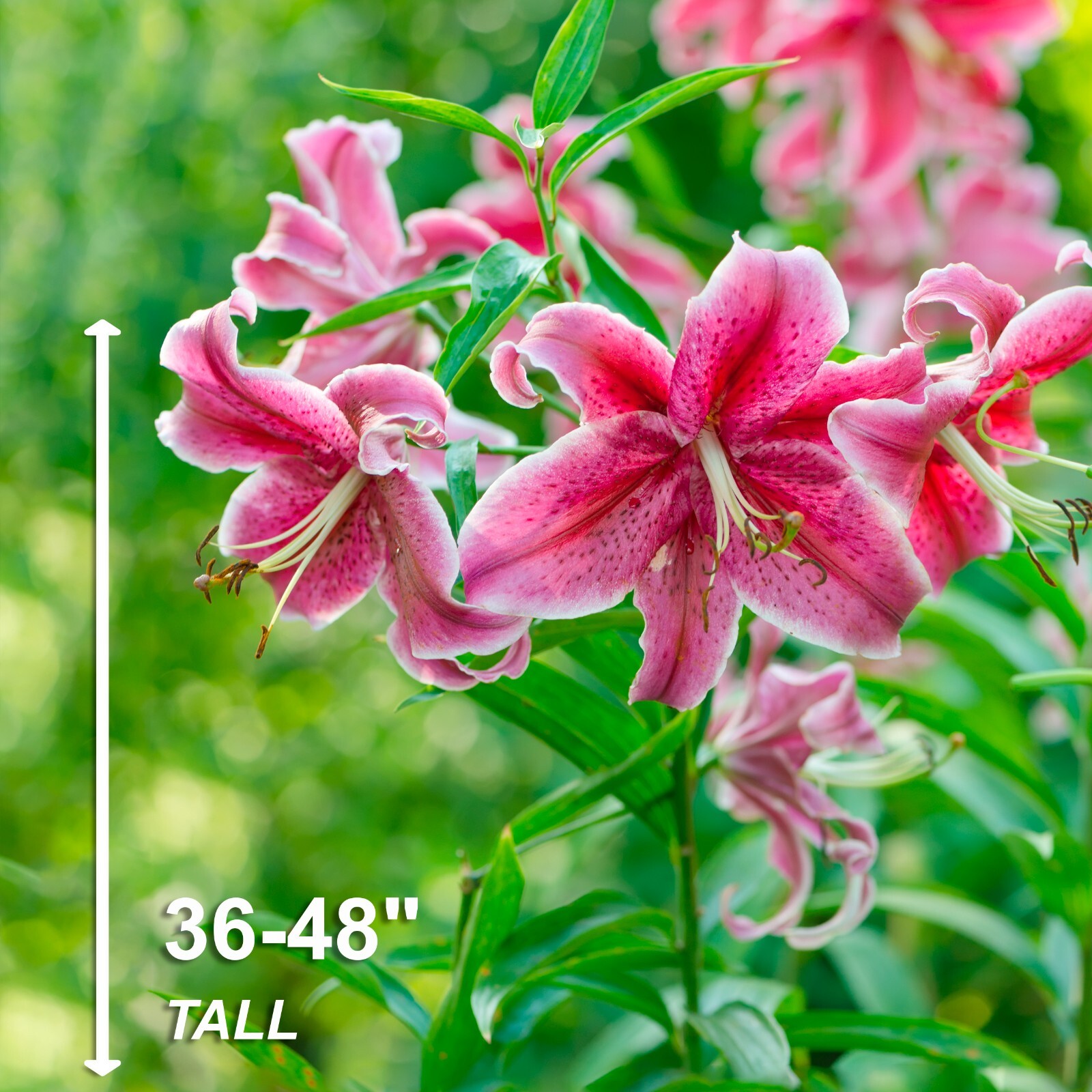 Garden State Bulb Stargazer Oriental Lily Flower Bulbs, 16/18cm Spring Planting