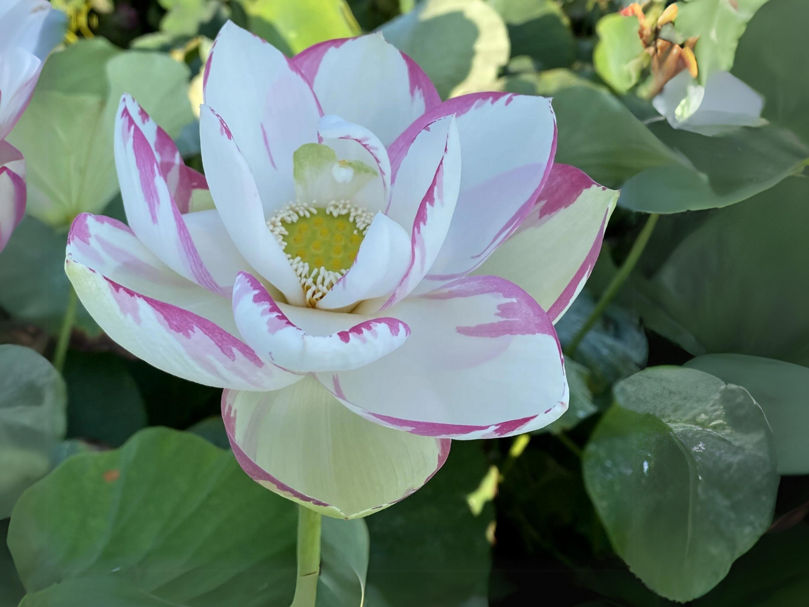 5 Rare Seeds| Empress Lotus Seeds – Indian Lotus (Nelumbo nucifera) Seeds